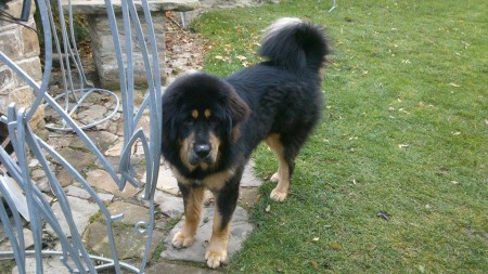 BONITA  Henriet´s garden,(RINCHEN x Y-DALOU)